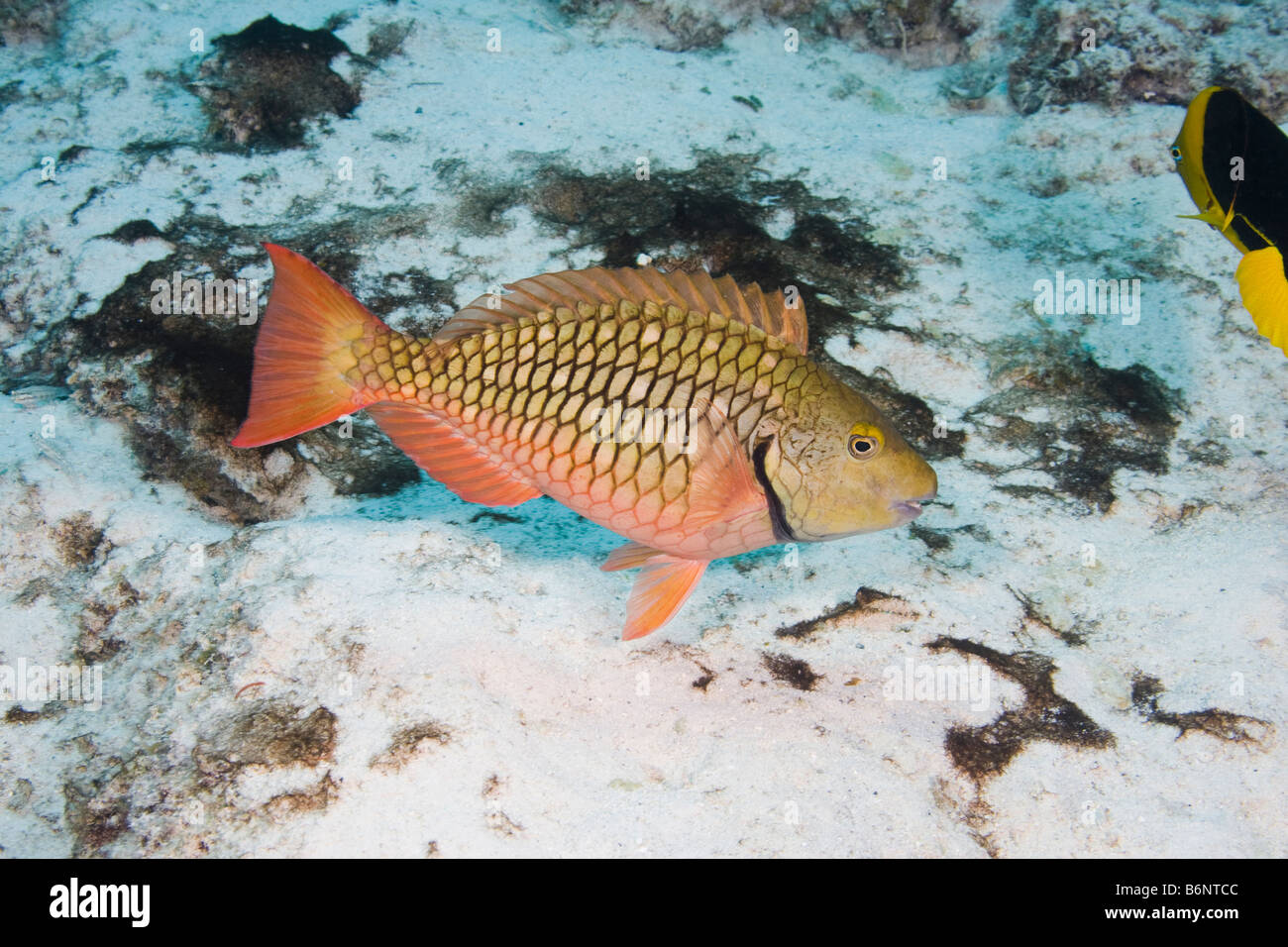 Un redtail pesci pappagallo, Sparisoma chrysopterum, femmina o maschio iniziale fase, Bonaire, Antille olandesi, dei Caraibi. Foto Stock