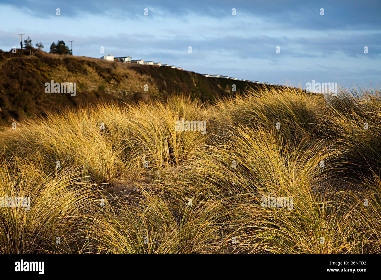Marram grass Ammophilia arenaria sulle dune nei pressi di Aberthaw con carovane di vacanze sul bordo scogliera Wales UK Foto Stock