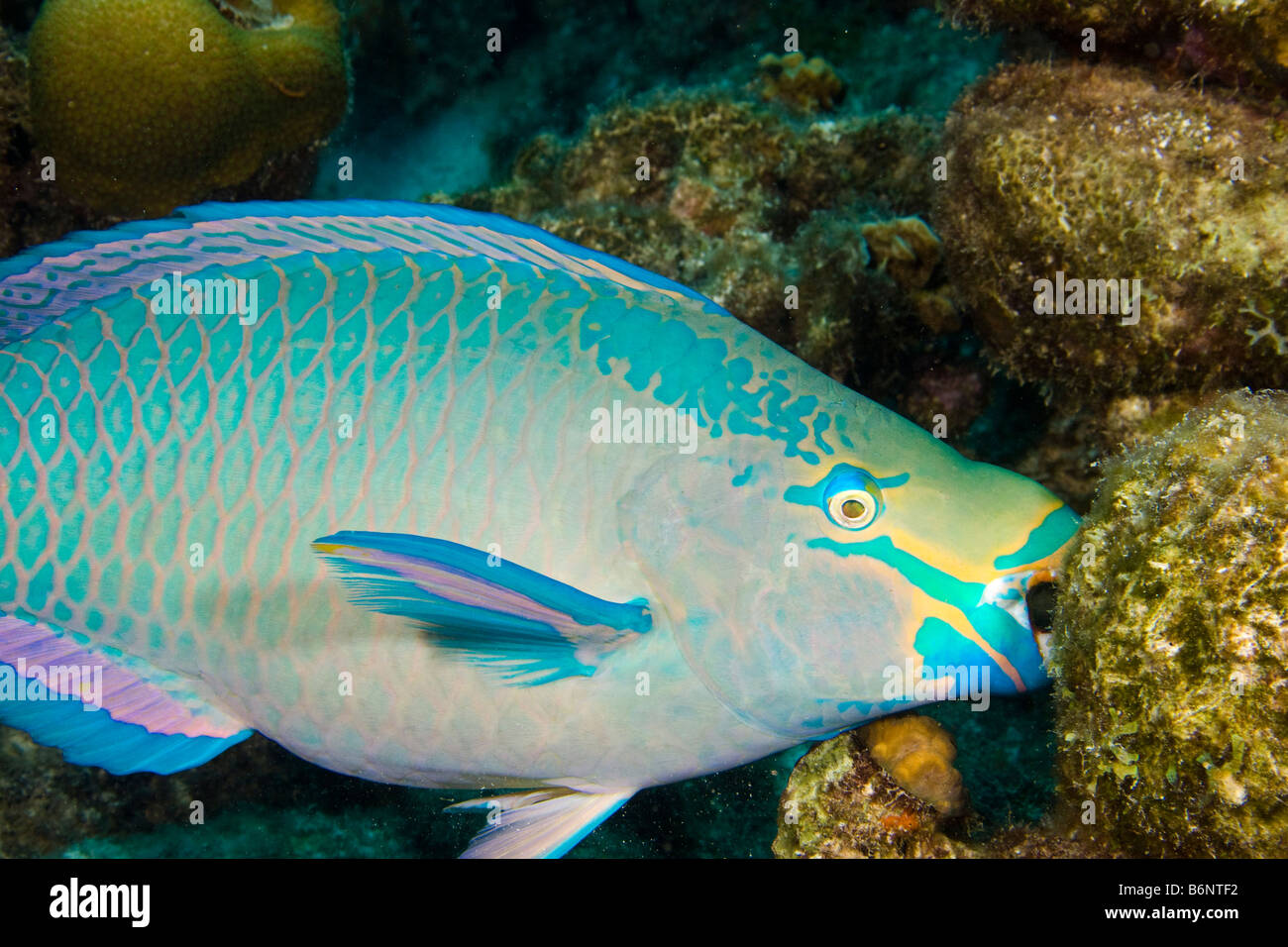 Una regina pesci pappagallo alimentazione, Scarus vetula, terminale maschio o supermale fase, Bonaire, Antille olandesi, dei Caraibi. Foto Stock