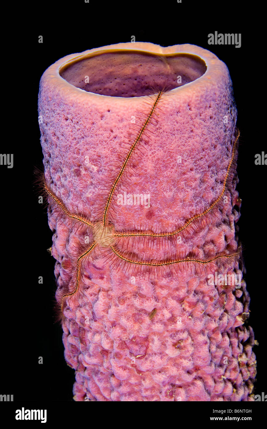 Una stella fragile, Ophiothrix suesonii, sul tubo di stufa in spugna, Aplysina archeri, fuori dell'isola di Bonaire, dei Caraibi. Foto Stock