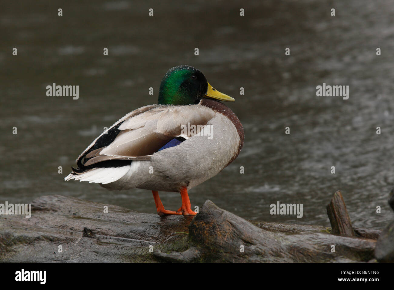 Il Germano Reale maschio, Anas platyrhynchos Foto Stock