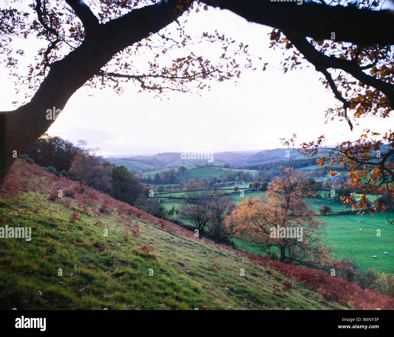 Metà colline Welsh a day break Foto Stock