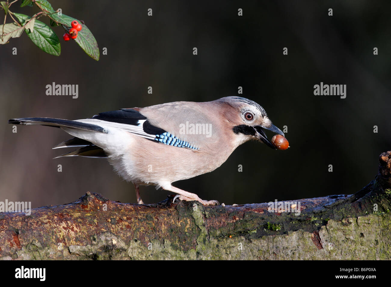 Ghiandaia Garrulus glandarius sul ramo con acorn Midlands inverno Foto Stock