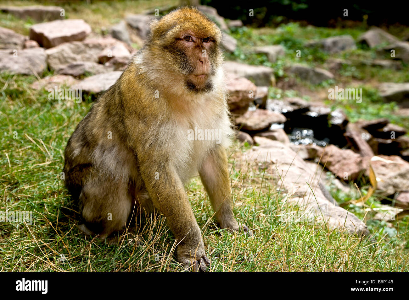 Udienza Barbary Macaque monkey Foto Stock