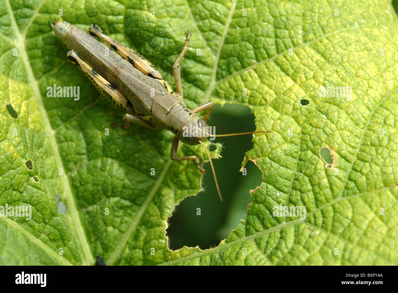 Grasshopper mangiare leaf Foto Stock