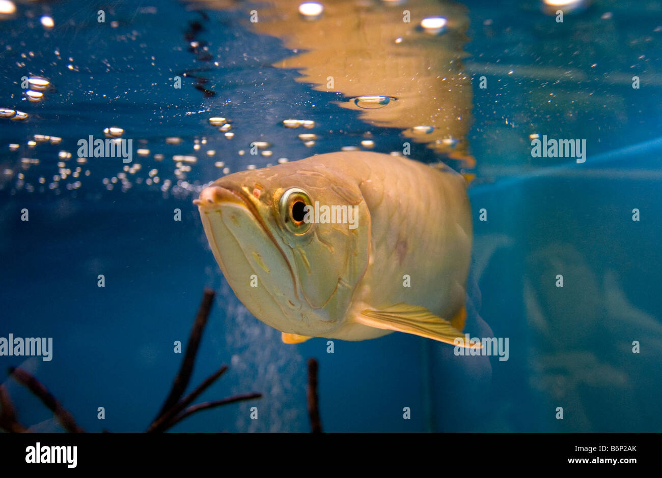 Verde asiatici arowana Scleropages formosus aka bonytongue asiatici o pesce dragone Foto Stock