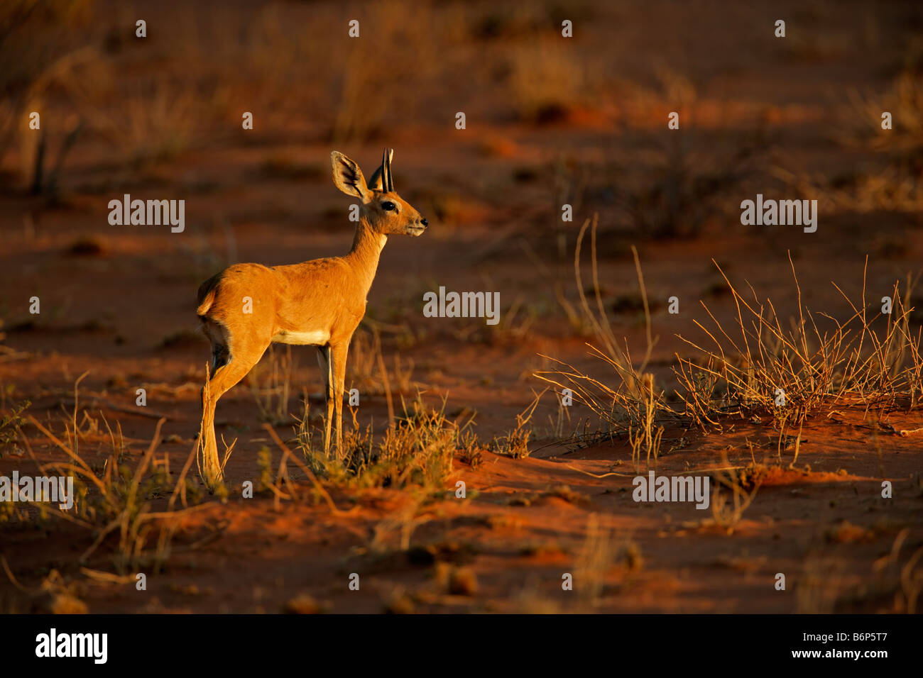 Maschio di antilope steenbok, (Raphicerus campestris) nel tardo pomeriggio di luce, Kgalagadi Parco transfrontaliero, Sud Africa Foto Stock
