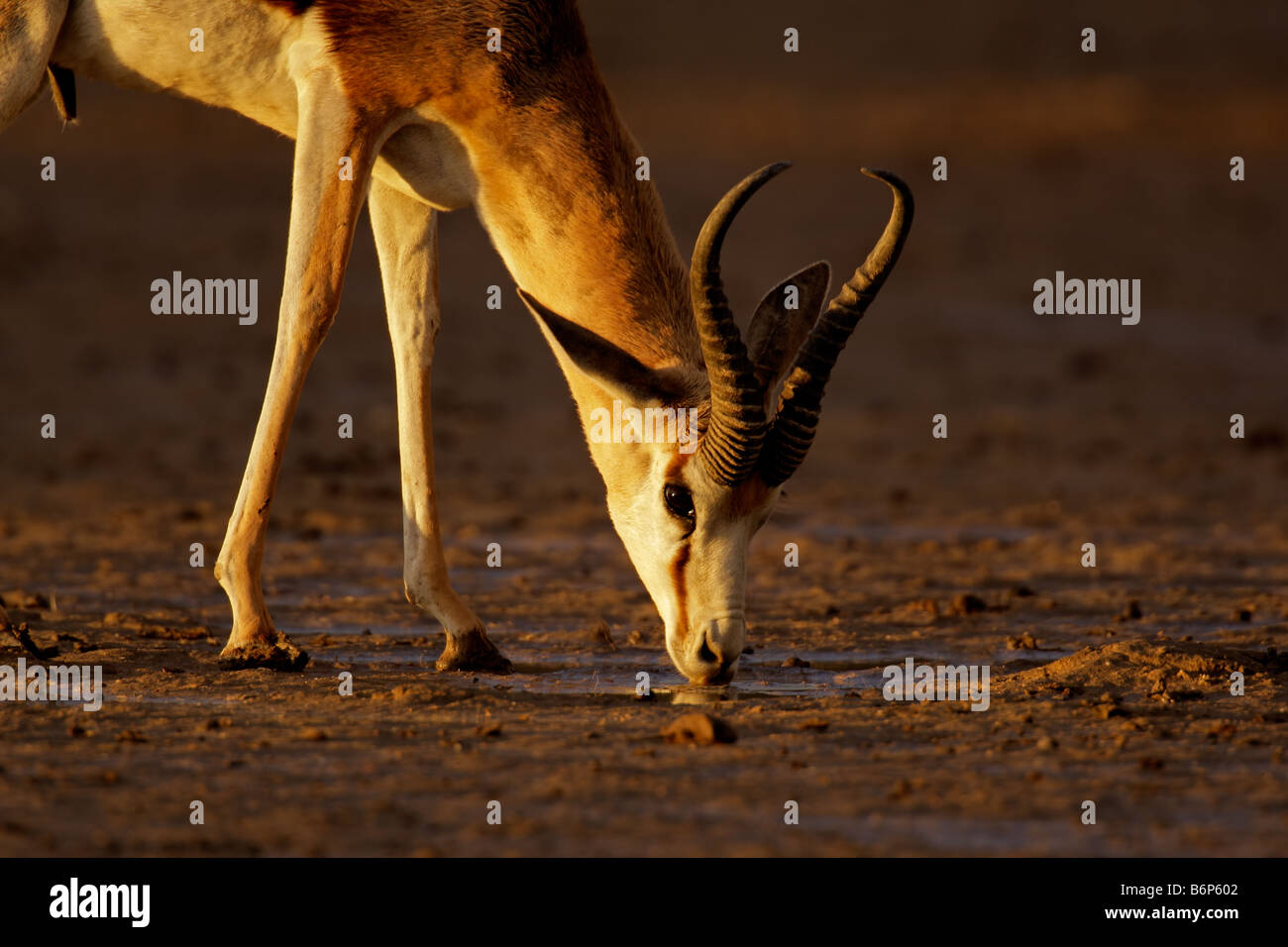 Un springbok antilope (Antidorcas marsupialis) acqua potabile nel tardo pomeriggio di luce, Kgalagadi Parco transfrontaliero, Sud Africa Foto Stock