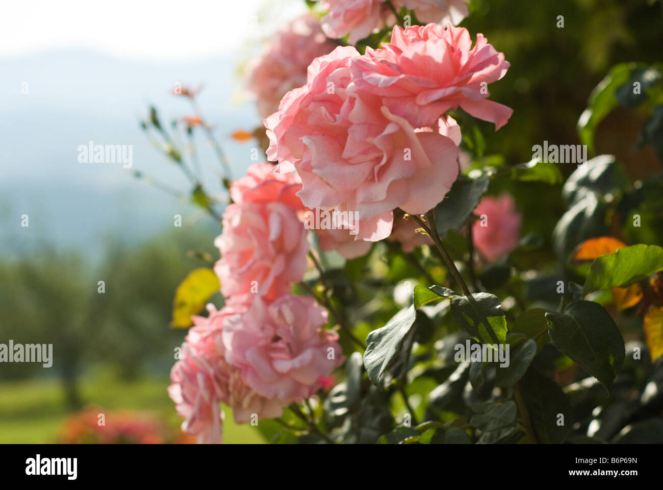 Belle le rose rosa che cresce su una boccola sotto il sole della Toscana. Sulle dolci colline toscane sono visibili in background. Foto Stock