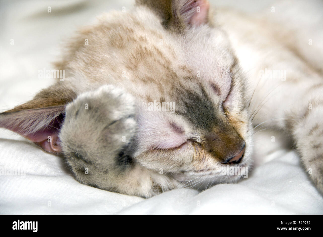 Gattino che dorme Foto Stock