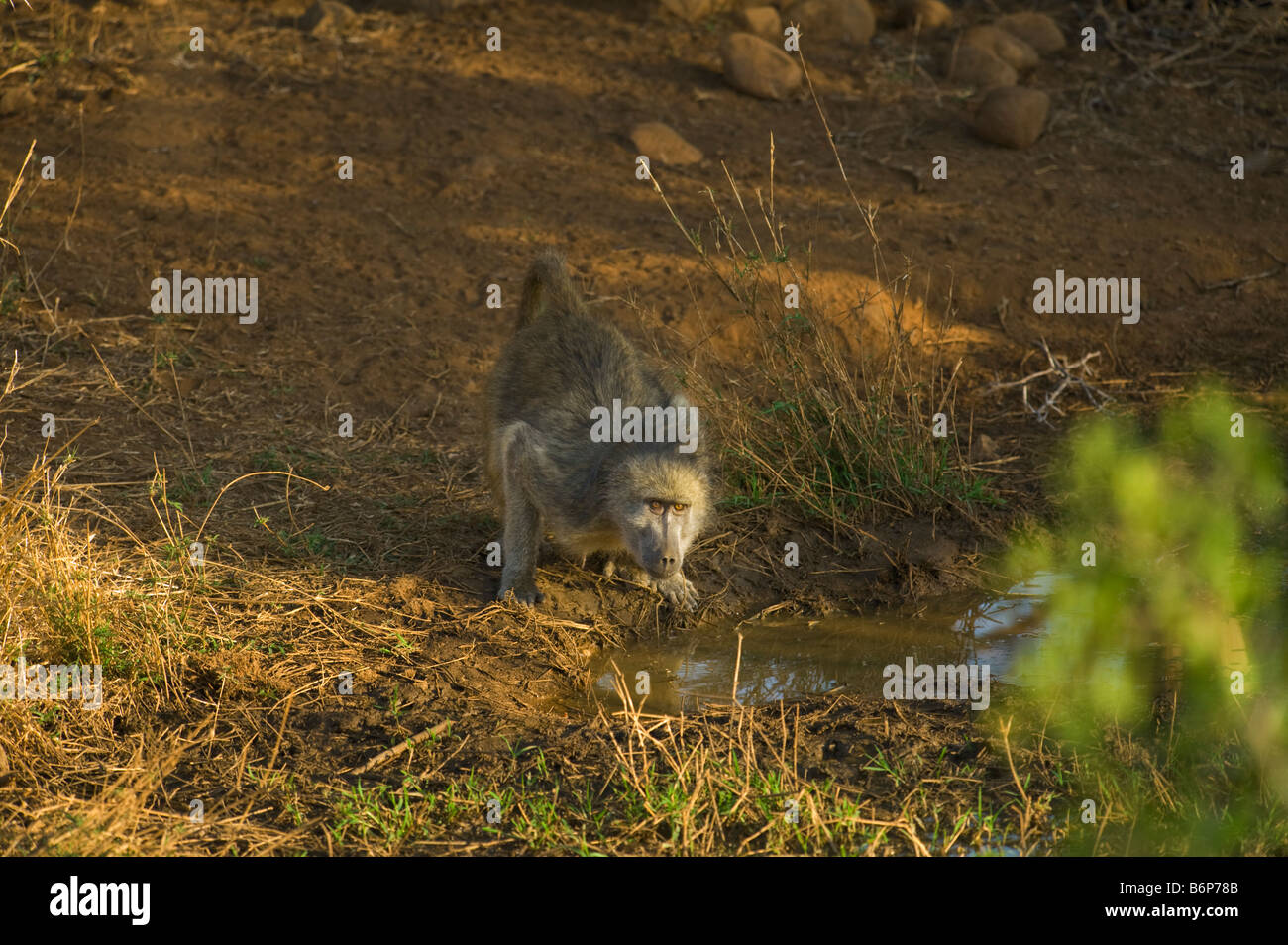 La fauna selvatica chacma Baboon PAPIO URSINUS primate monkey bere acqua potabile a waterhole foro di acqua sud Africa sud africa Foto Stock