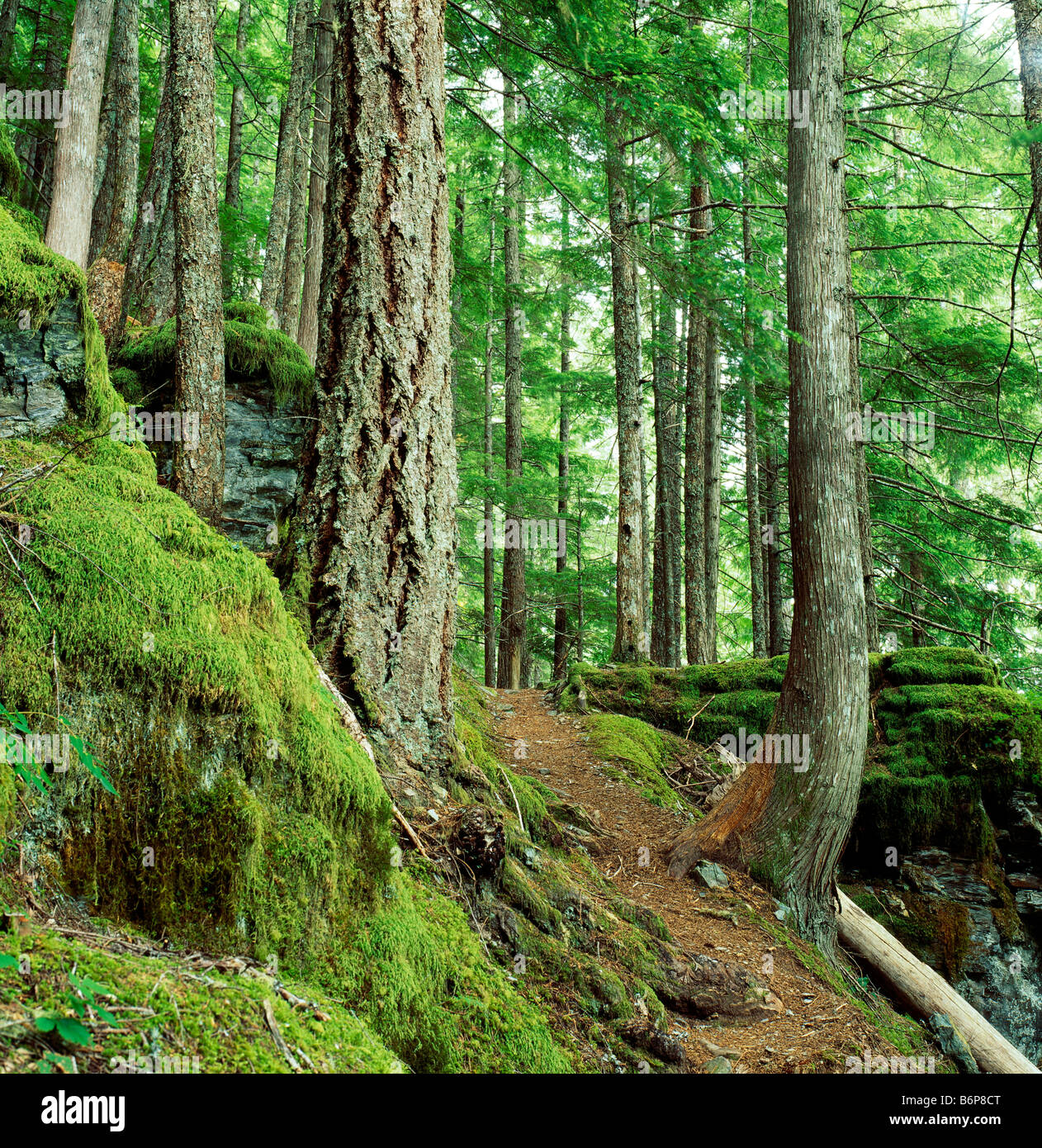 Il sentiero attraverso la foresta di Monogram Lago, a nord del Parco Nazionale delle Cascate, Washington, Stati Uniti d'America Foto Stock