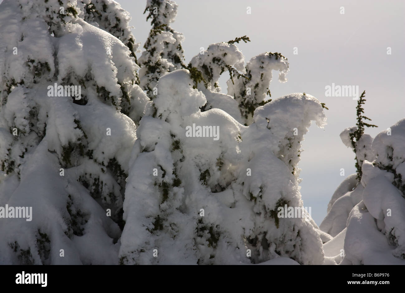 Soffice neve al chiaro di luna sulla alpine Abete Douglas a Mount Baker, Washington Foto Stock