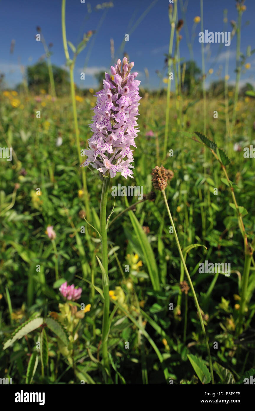 Common Spotted orchidea Dactylorhiza fushsii nel prato di fiori selvaggi Foto Stock