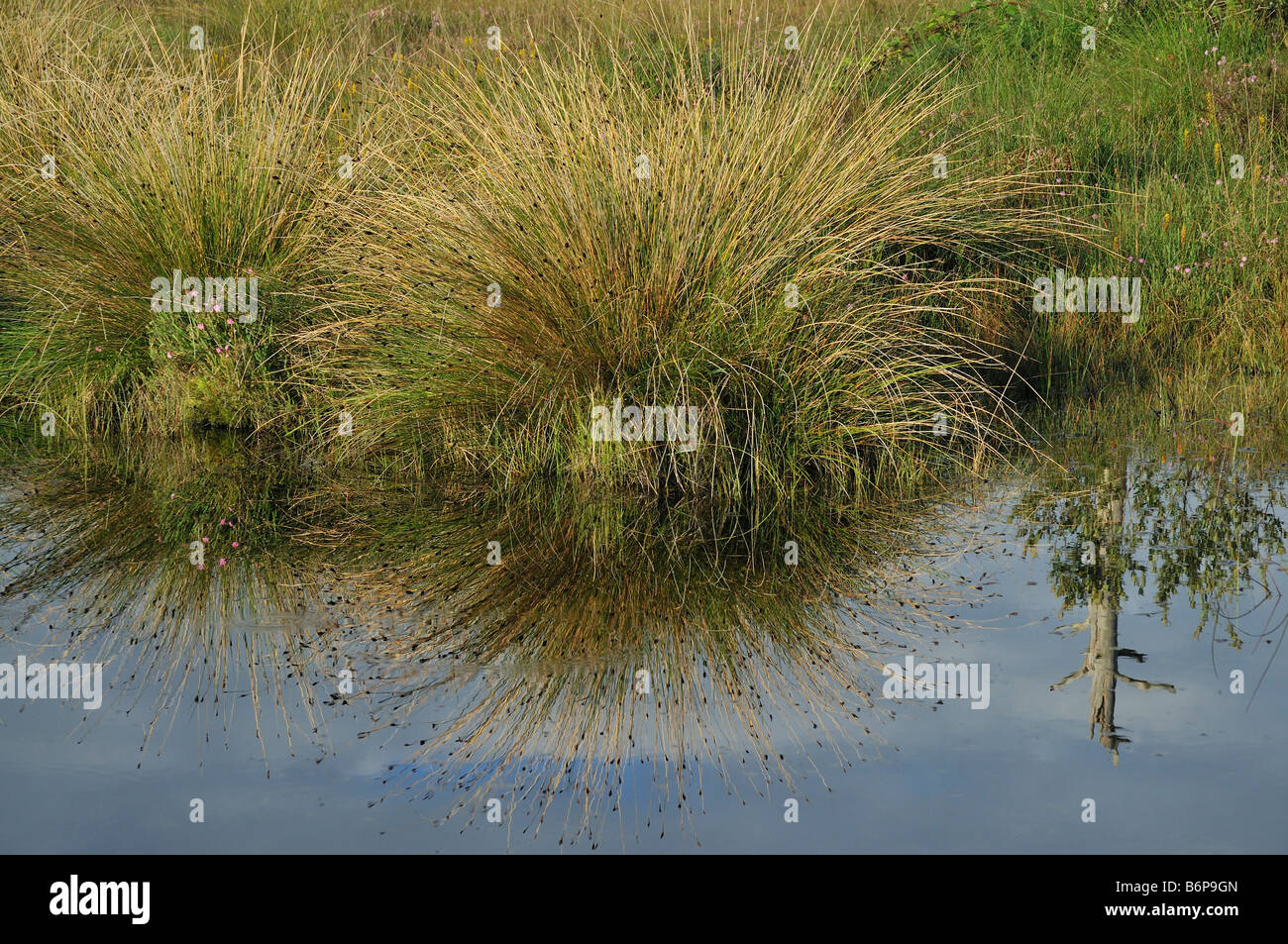 Riflessioni di erba in Bog piscina comune Thursley NNR Surrey Foto Stock