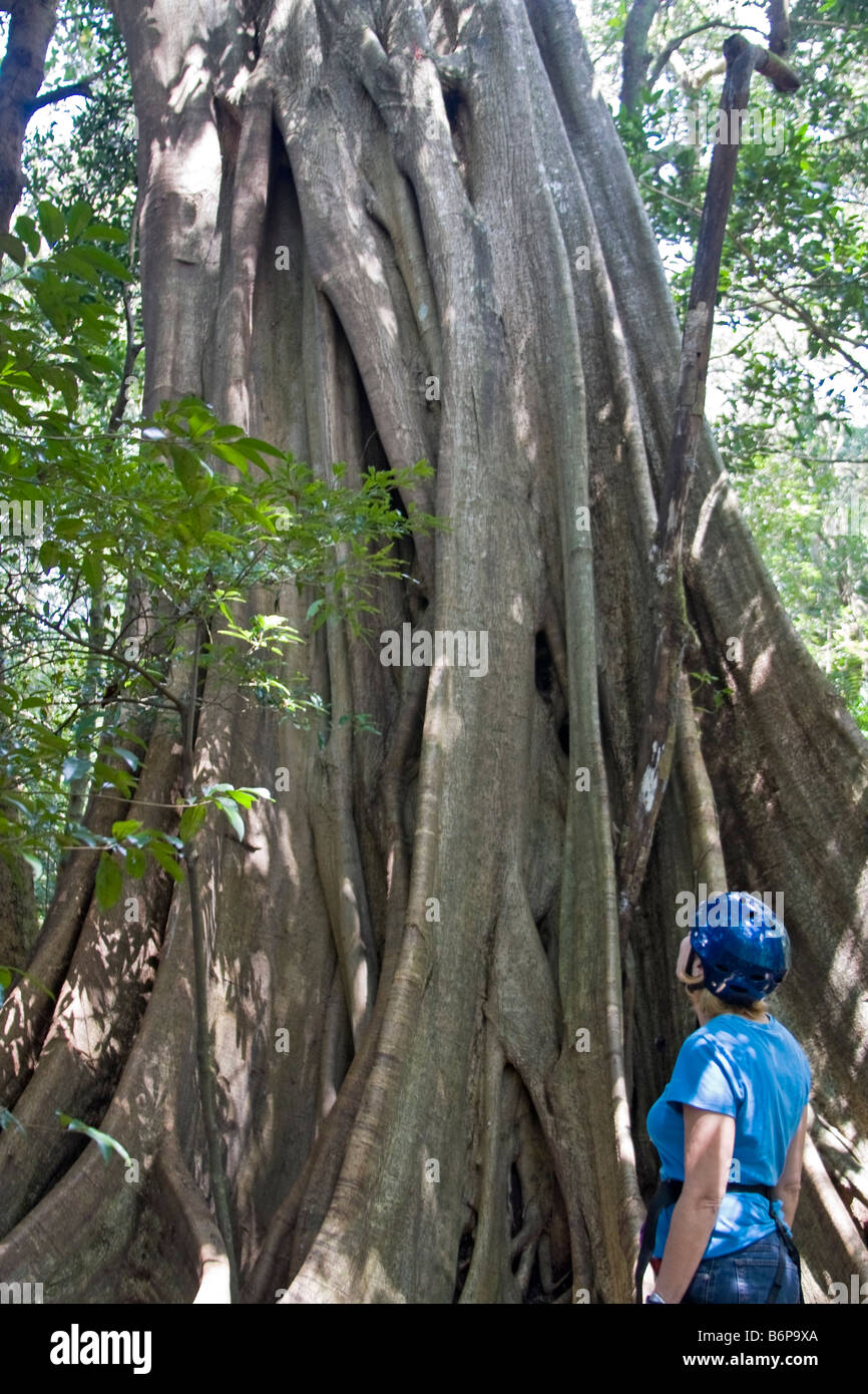 Donna guarda al tropical struttura in gomma con enormi radici durante le escursioni attraverso la Costa Rican rainforest vicino vulcano Arenal Foto Stock
