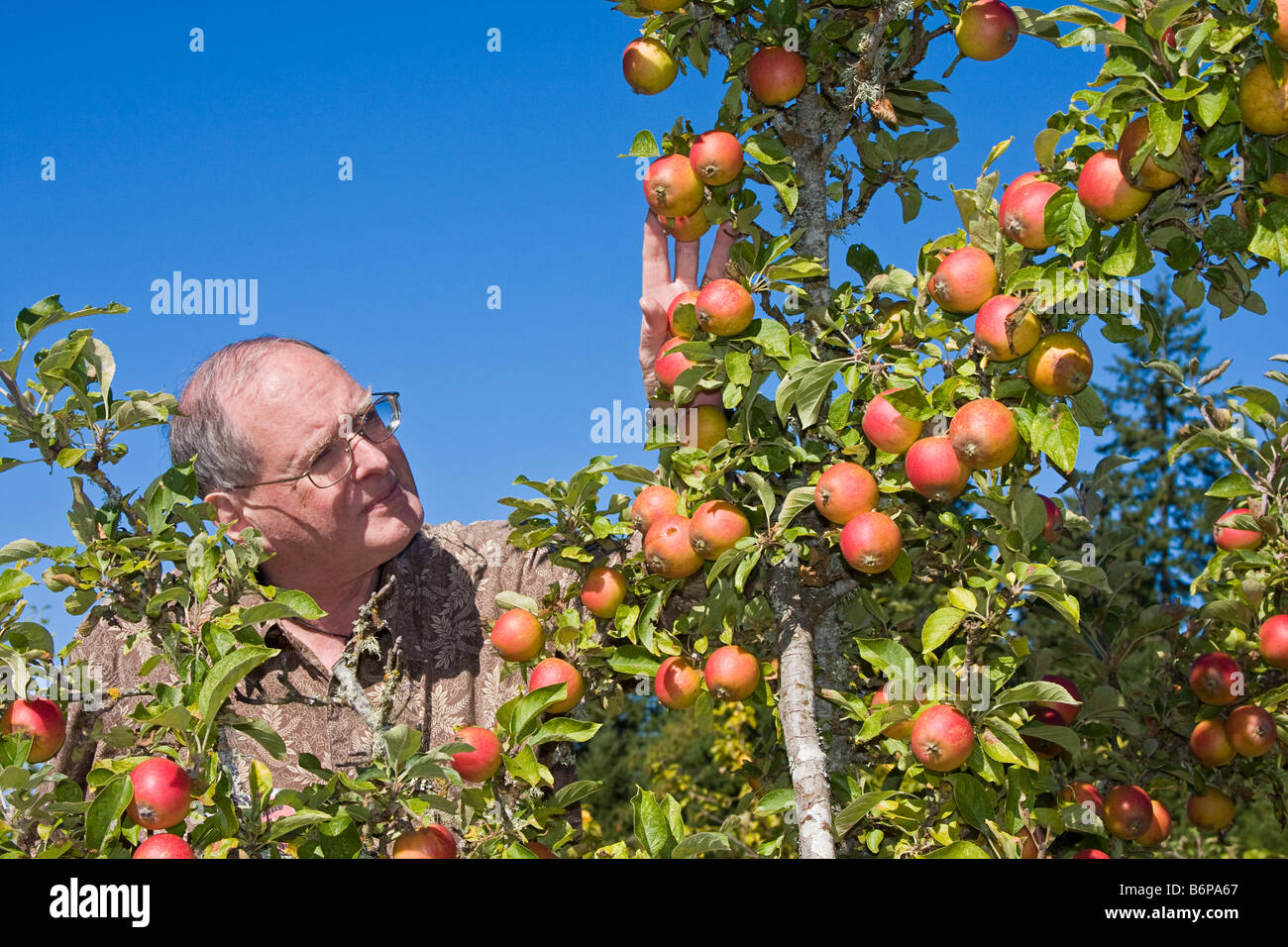 Visita Caucasian uomo anziano ispeziona un limone pippen apple, uno di 350 varietà coltivate in questa zona durante l'autunno festival di Apple Foto Stock
