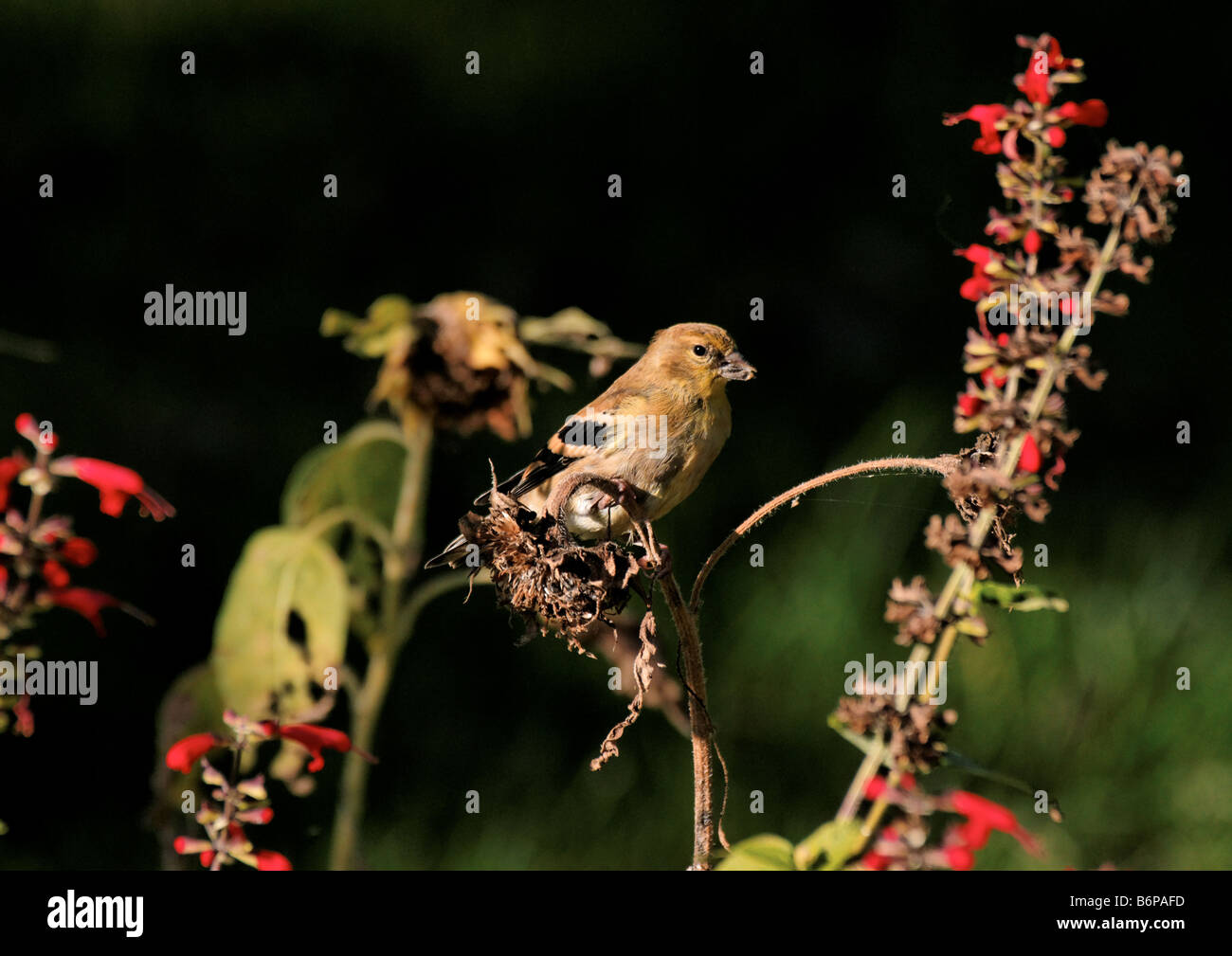 Americano femmina Cardellino appollaiato su una testa di girasole. Foto Stock