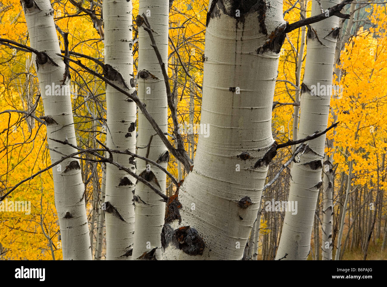 Le Sawtooth Mountains vicino a Stanley, Idaho caduta, Aspen, Autunno a colori, foresta Foto Stock