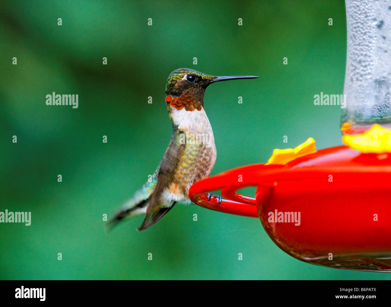 Un maschio Ruby-Throated Hummingbird posatoi presso un rosso hummingbird alimentatore. Foto Stock