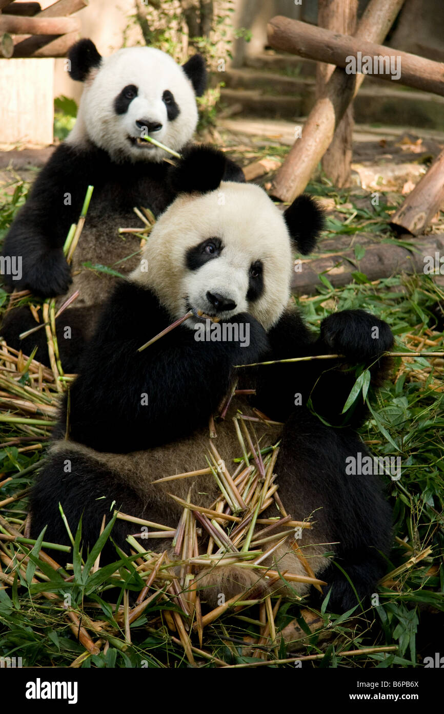 Due panda orsi all'interno di Chengdu' s Panda centro di allevamento Foto Stock