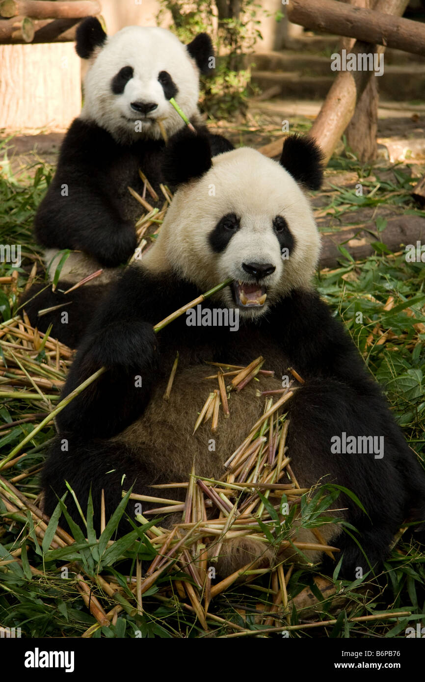 Due panda orsi all'interno di Chengdu' s Panda Breeding Center in Cina Foto Stock