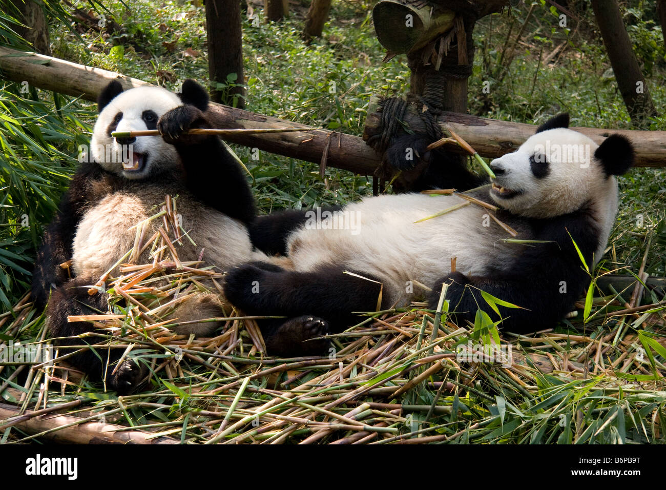 Due panda orsi mangiare all'interno di bamboo Chengdu Panda del centro di allevamento Foto Stock