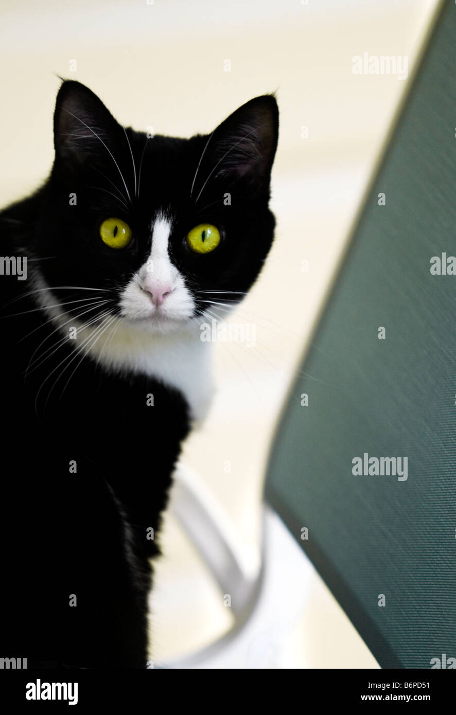 Bianco e nero cat con luminosi occhi verdi Foto Stock