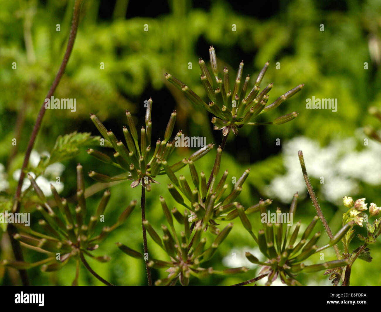 Cerfoglio ruvida frutti, chaerophyllum temulum Foto Stock