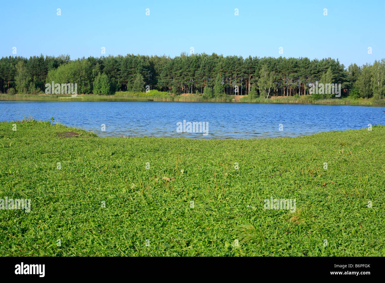 Banca del lago di regione di Mosca Russia Foto Stock