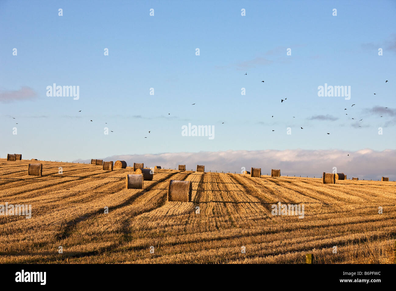 Gregge di corvidi (Corvidae) volteggiare su campo di stoppie. Foto Stock