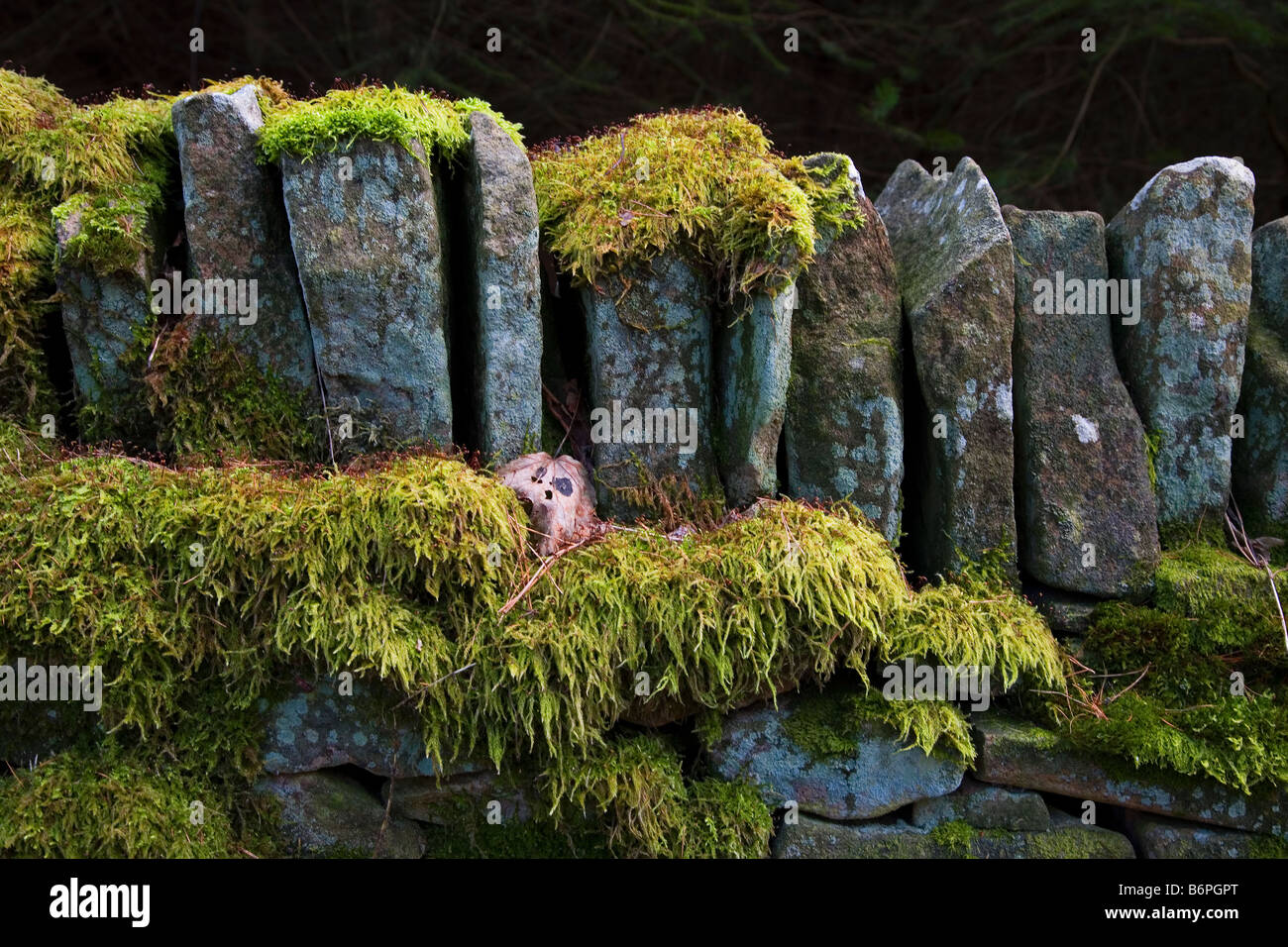 Il muschio secco sul muro di pietra Foto Stock