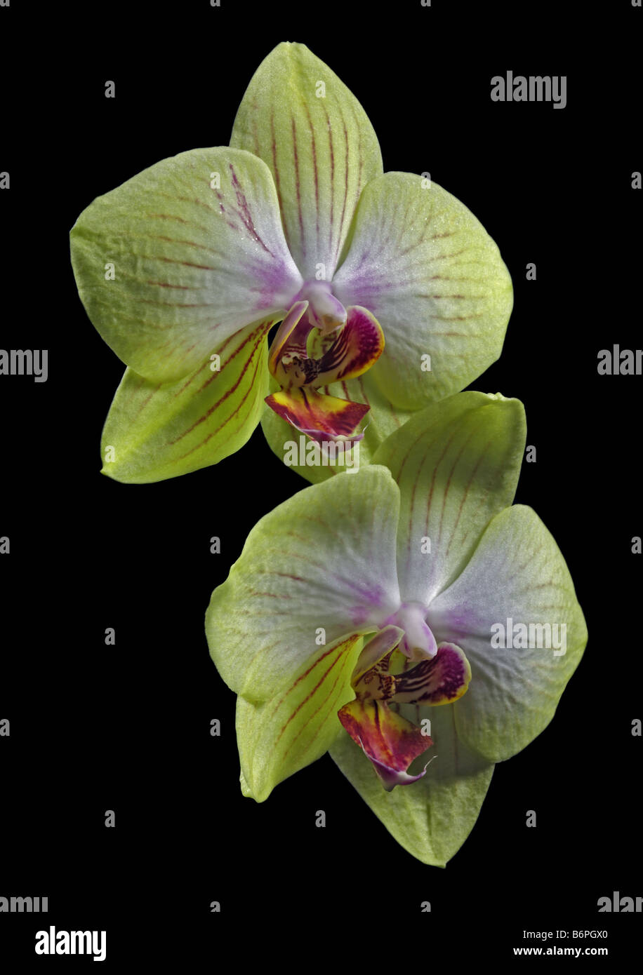 Giallo Phalaenopsis Orchidee (Moth orchidee) su nero Foto Stock