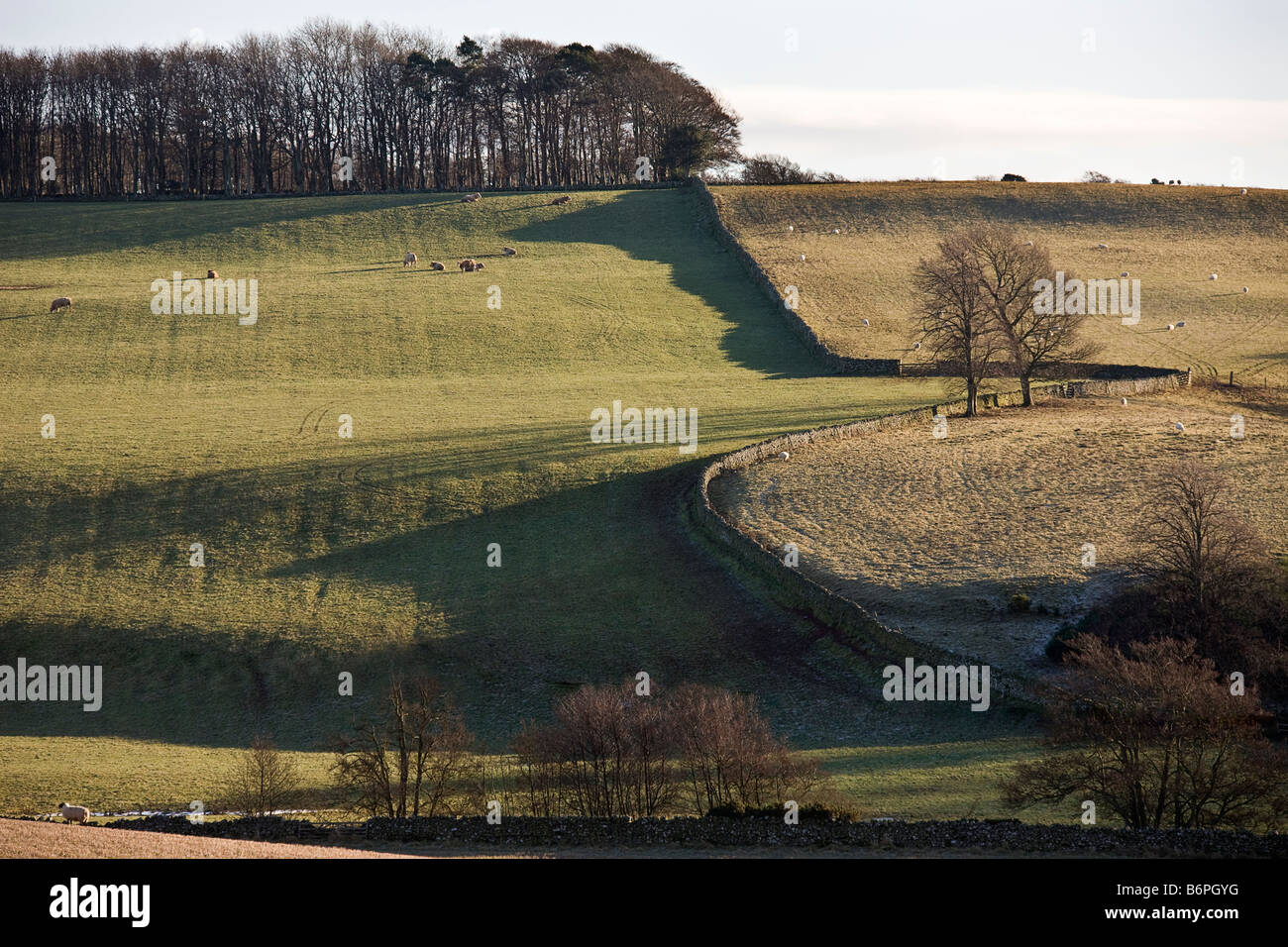 Paesaggio invernale su tutto il campo e boschi sulla collina. Foto Stock