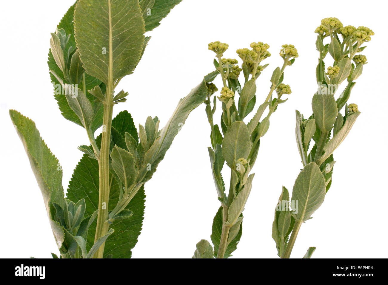 Costmary Tanacetum balsamita Foto Stock