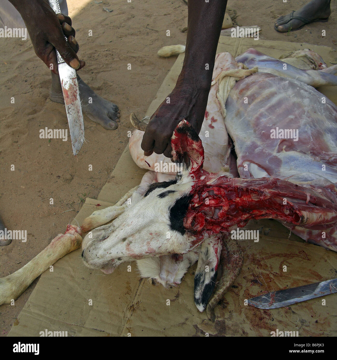 Tabaski o l'Eid Al Adha. La macellazione di una capra in un sacrificio rituale.Il Gambia, Africa occidentale. Foto Stock