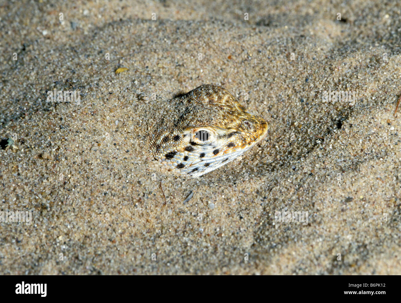 Deserto di Sonora Fringe-toed Lizard notata Uma Foto Stock