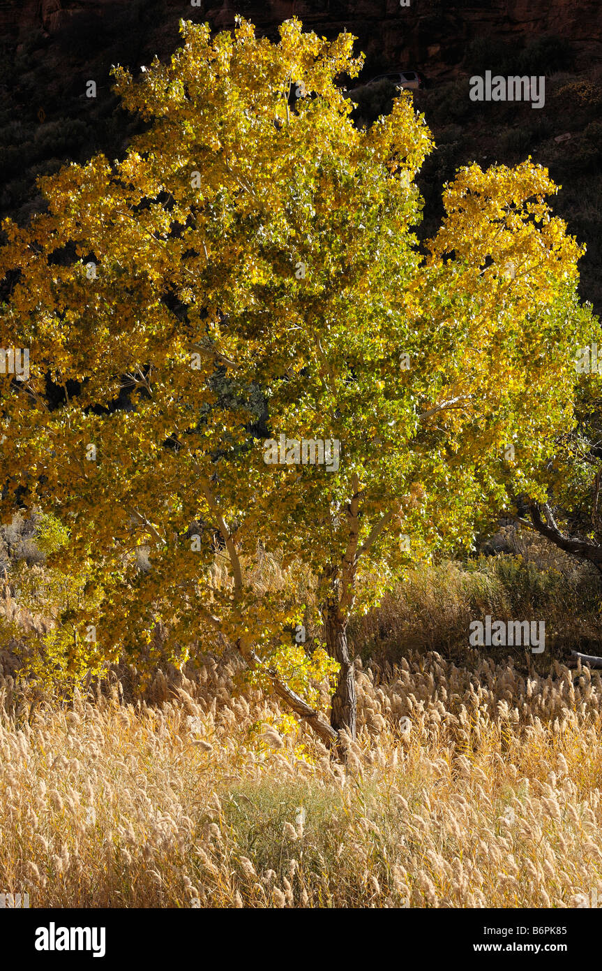 Un albero di pioppi neri americani in pieno colore di autunno dorato con erbe in Zion National Park nello Utah Foto Stock