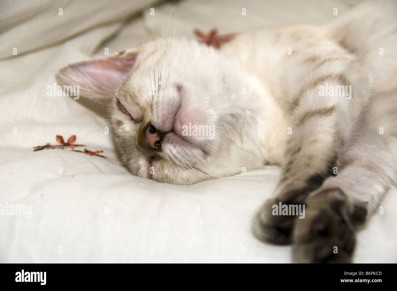 Gattino che dorme Foto Stock