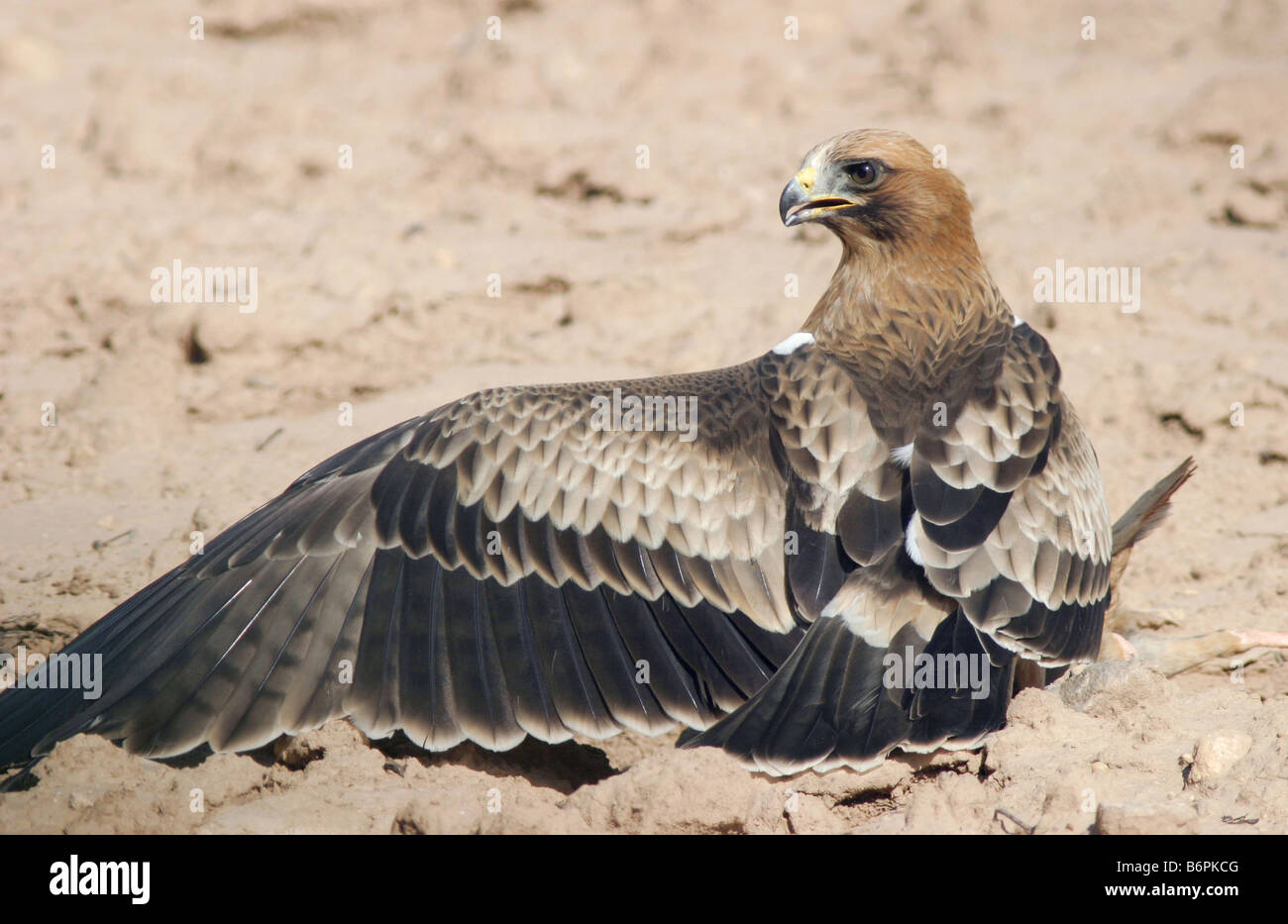 Avviato eagle caccia (hiraaetus pennatus) Foto Stock