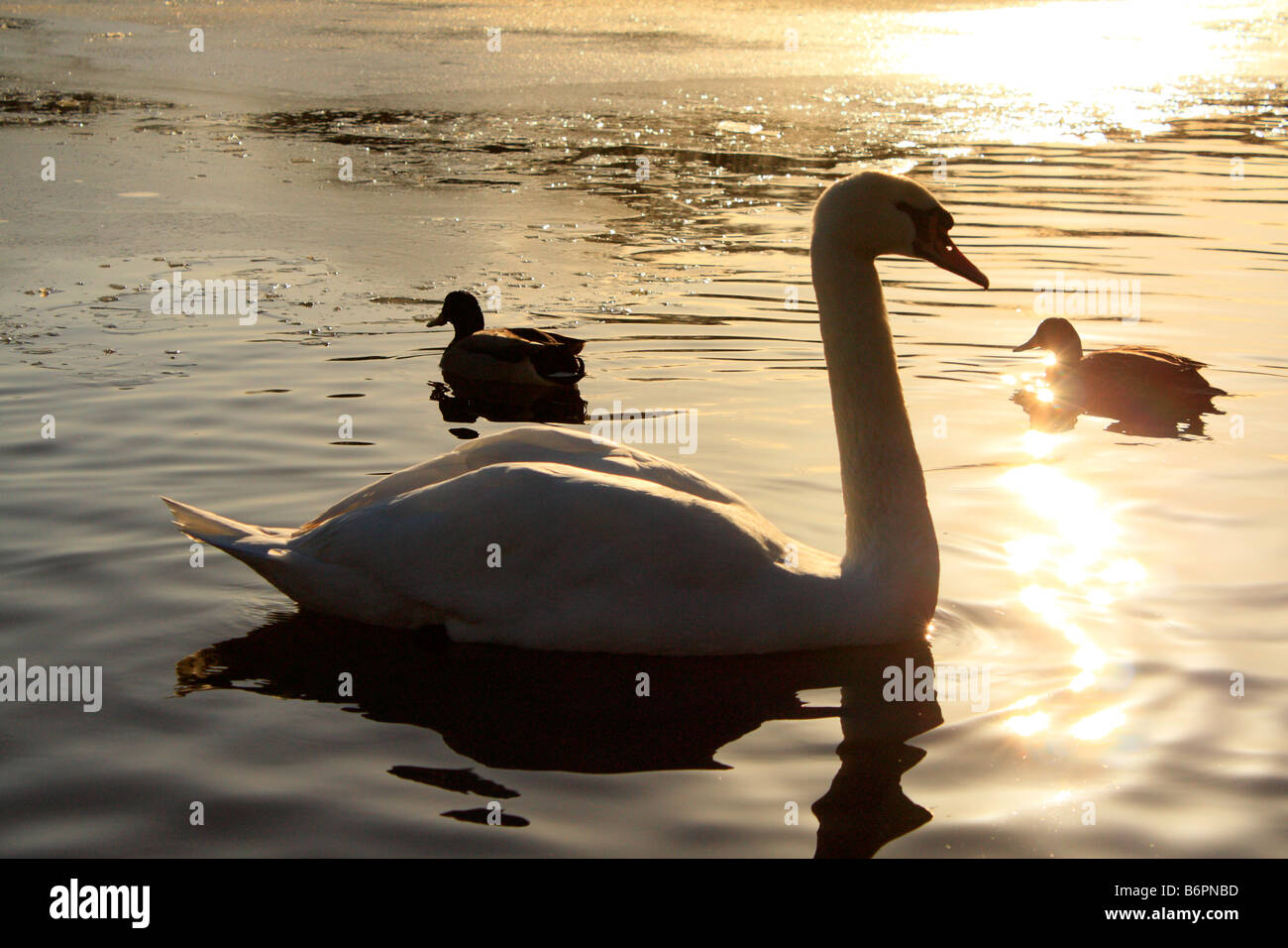 Un cigno e due anatre in silhouette virtuale Rowntrees park York Foto Stock