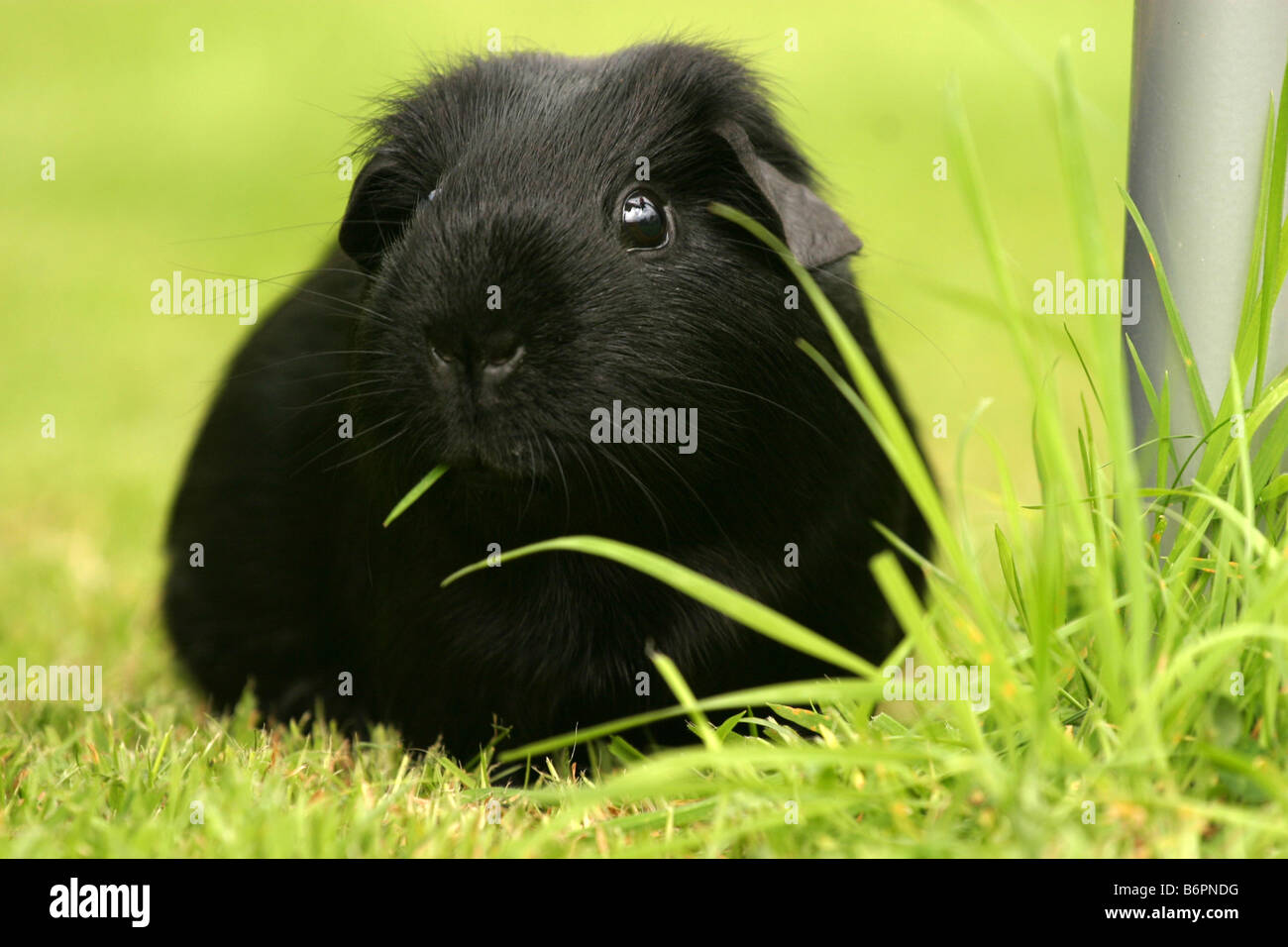 Passo della cavia nera Foto Stock