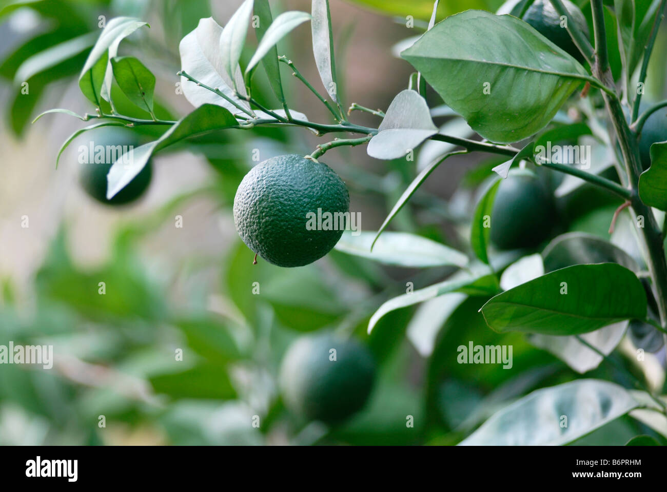 Arance che cresce su un albero in Spagna foto da John Robertson Foto Stock