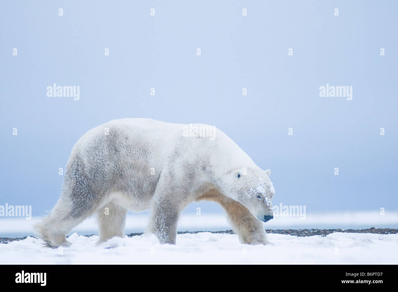 Orso polare Ursus maritimus, vecchio cinghiale adulto, passeggiate lungo l'Arctic National Wildlife Refuge, area 1002, North Slope of Alaska Foto Stock