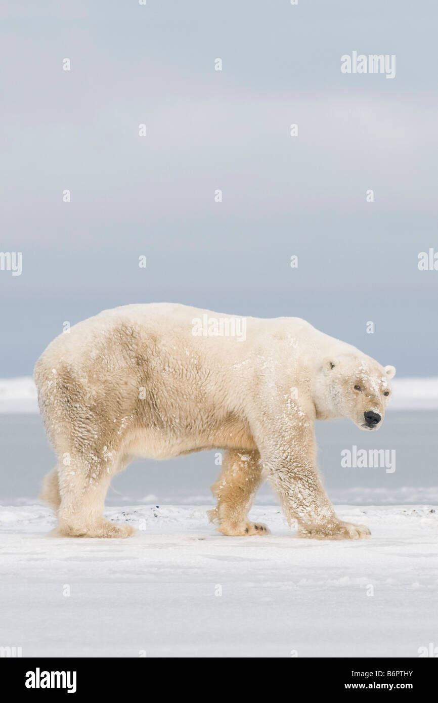 Orso polare Ursus maritimus old bear viaggia lungo la costa artica in cerca di cibo 1002 area dell'Artico Foto Stock