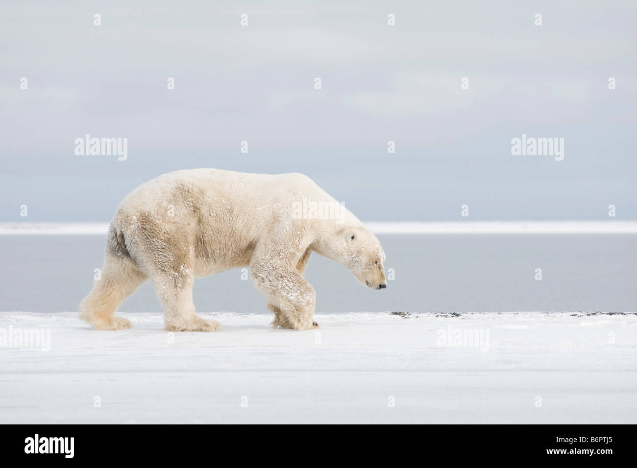 Orso polare Ursus maritimus, vecchio cinghiale adulto, passeggiate lungo l'Arctic National Wildlife Refuge, area 1002, North Slope of Alaska Foto Stock