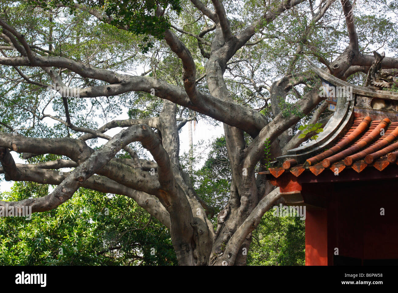 Un grande Banyan Tree al tempio confuciano in Tainan, Taiwan. Foto Stock