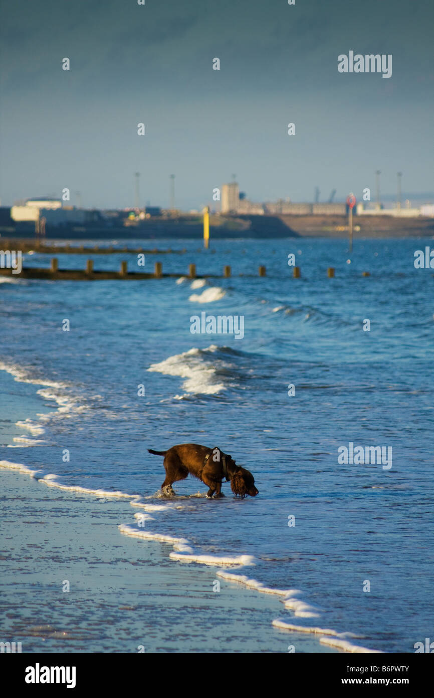 Cane in riproduzione in mare Foto Stock