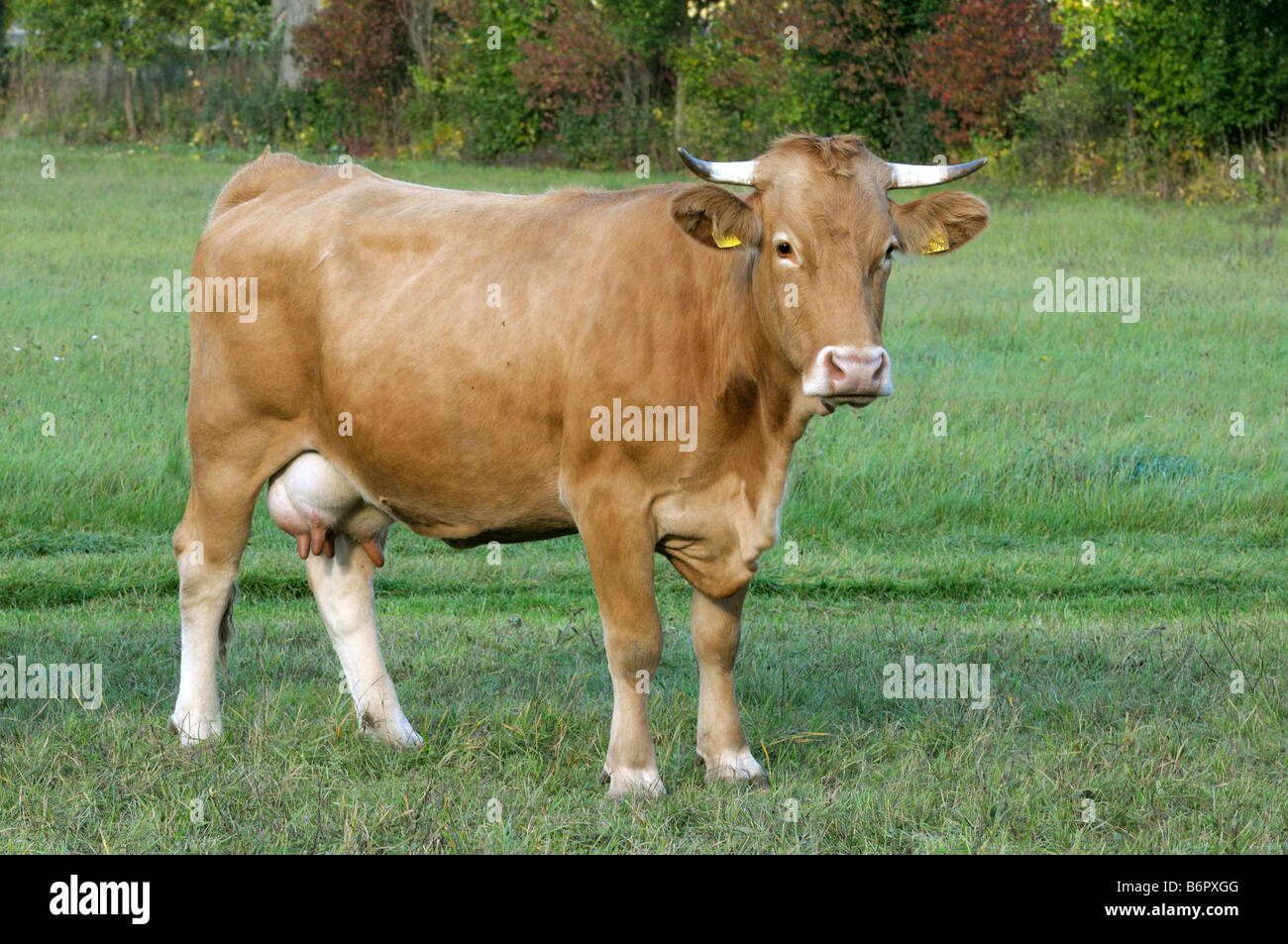 Gli animali domestici della specie bovina (Bos primigenius e Bos taurus), razza: Deutsches Frankenvieh, Gelbvieh, mucca su pascolo Foto Stock