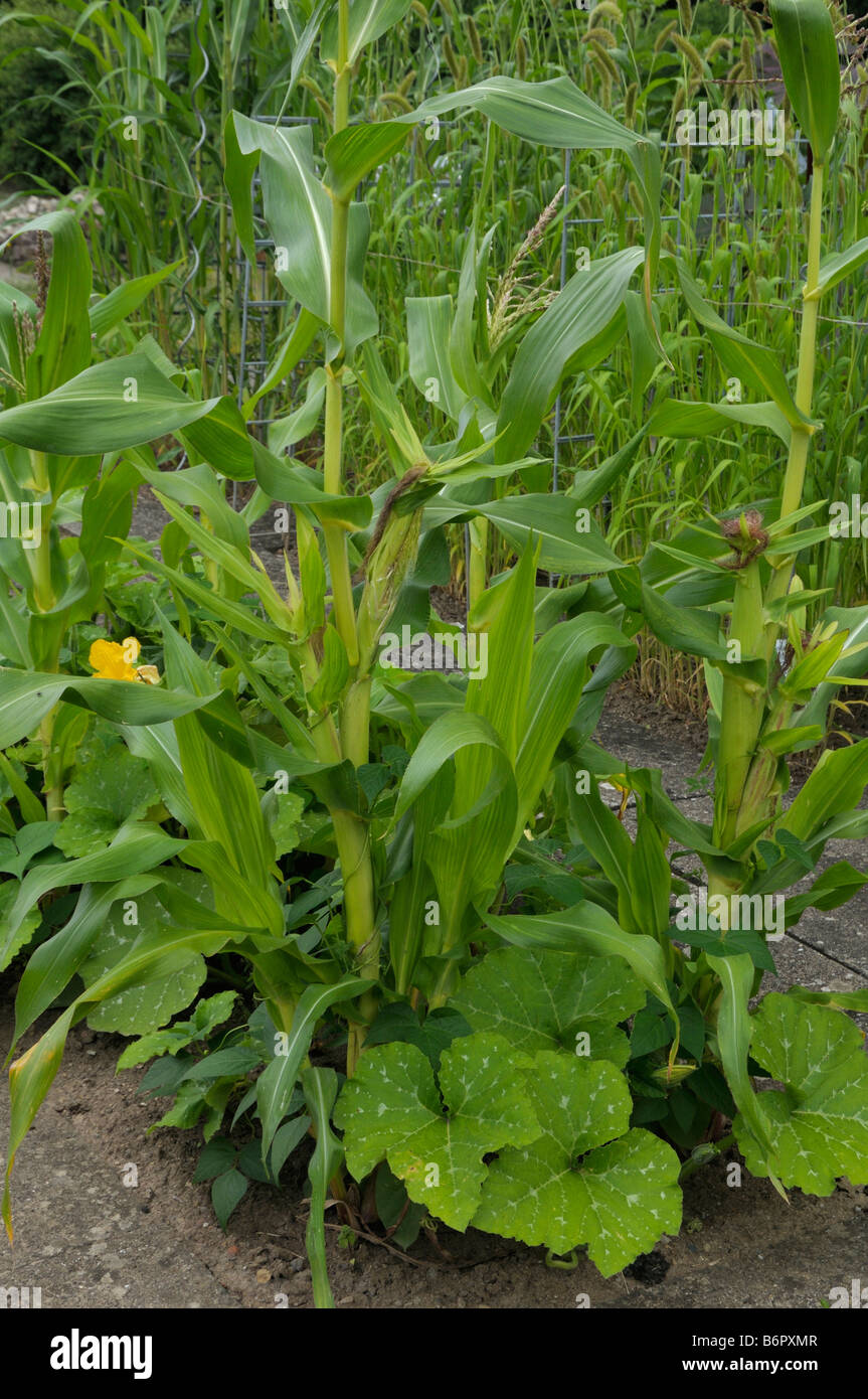 Milpa è un raccolto crescente sistema utilizzato in tutta la Mesoamerica. Milpa agricoltura produce mais fagioli fagioli di lima e squash Foto Stock Milpa è un raccolto crescente sistema utilizzato in tutta la Mesoamerica. Milpa agricoltura produce mais fagioli fagioli di lima e squash Foto Stock